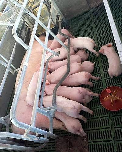 Cerdas Topig Preñadas Liquido