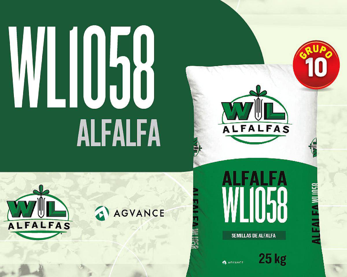 Alfalfas WL - WL 1058