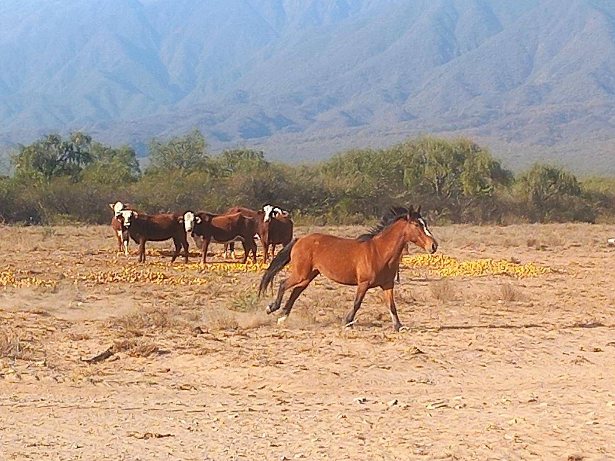 Campo Agricola Ganadero Ferlot en Catamarca
