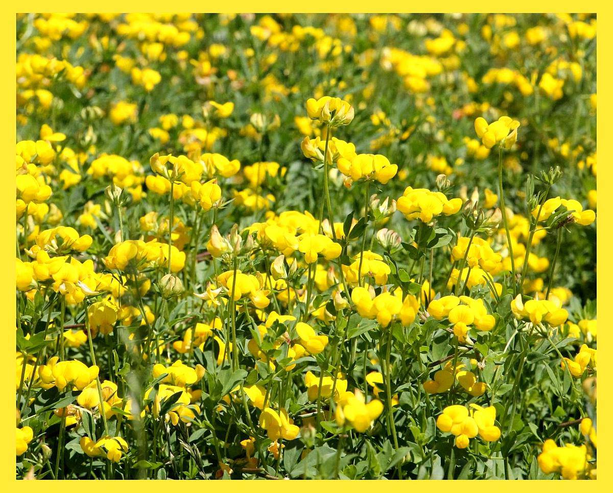 Compramos Lotus (tenuis y Corniculatus) en Zonas Productoras