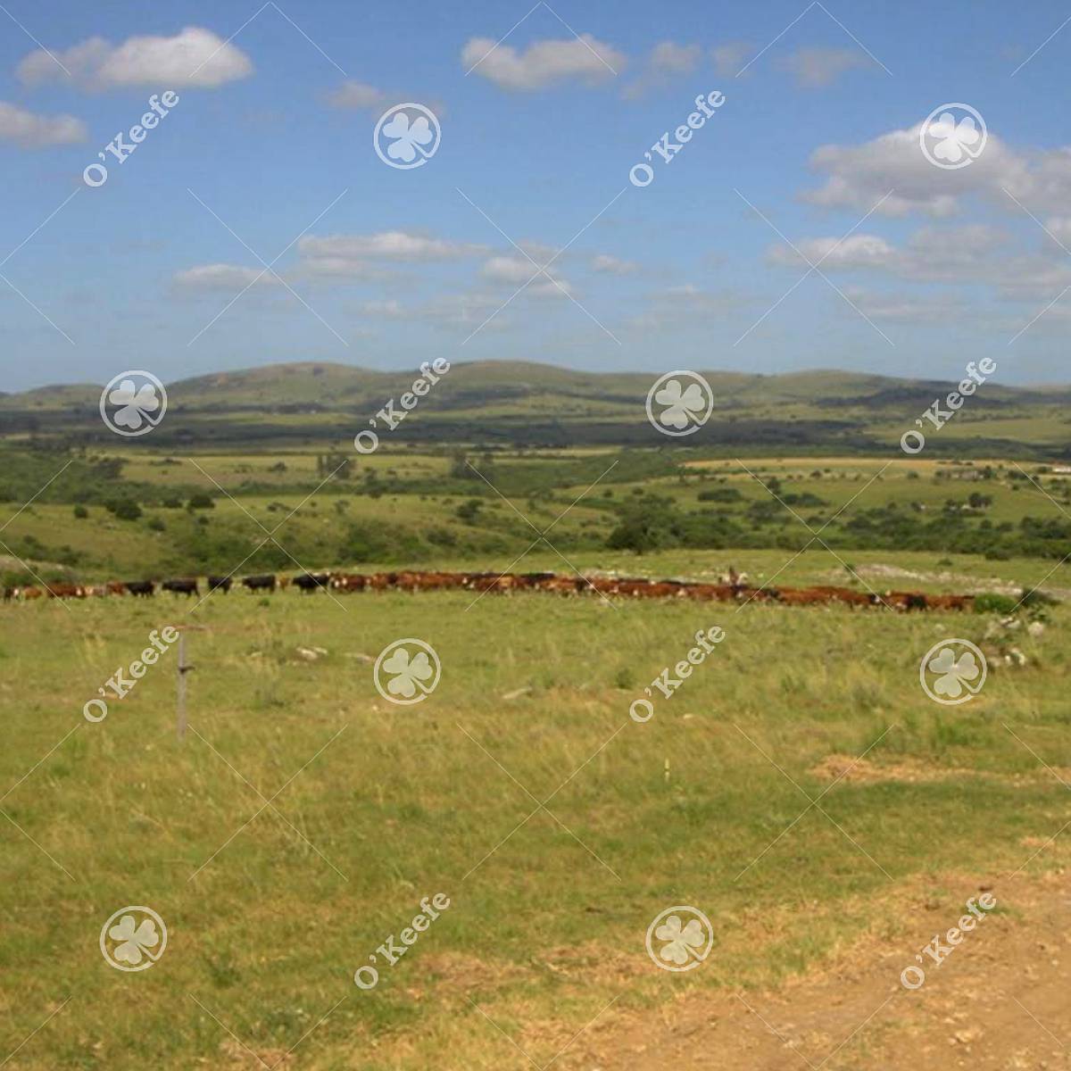 Campo en Venta 1675 Has en Treinta y Tres, Uruguay