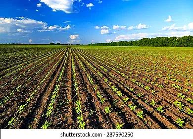 Venta de Campo, Corralito.