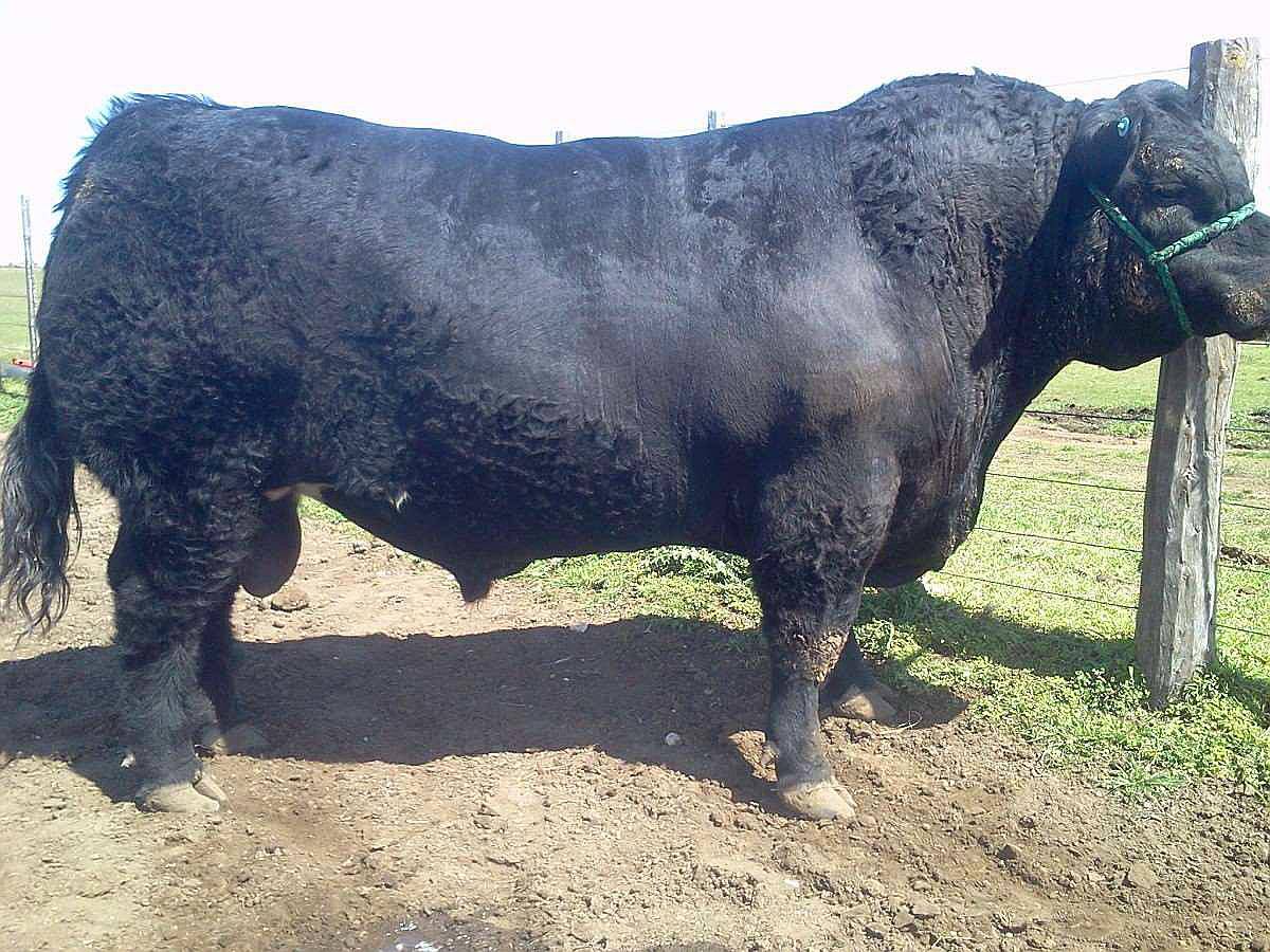 Cab. Mayumana Toros Angus Incluso Precoz