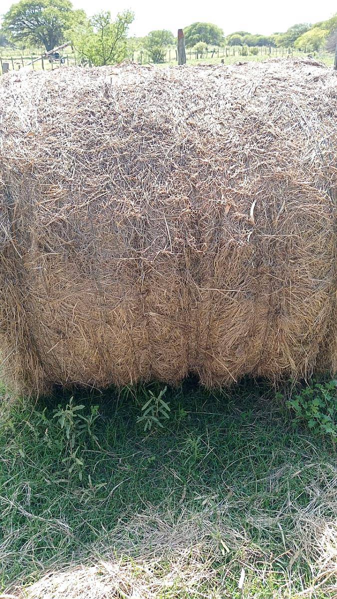 Rollos Buenos de Festuca