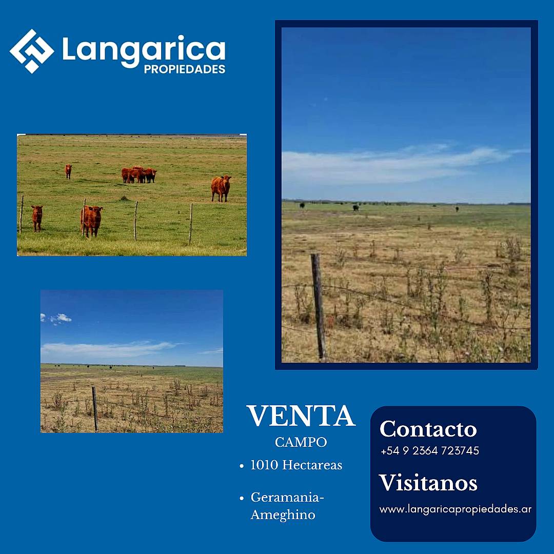 Campo Pinto 1010 Hectárea