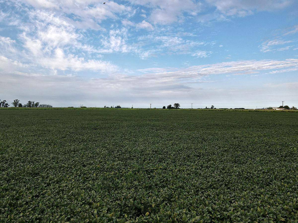 6 Ha Agricolas en Centeno. Suelo Clase 2. Ingreso por RN 34.