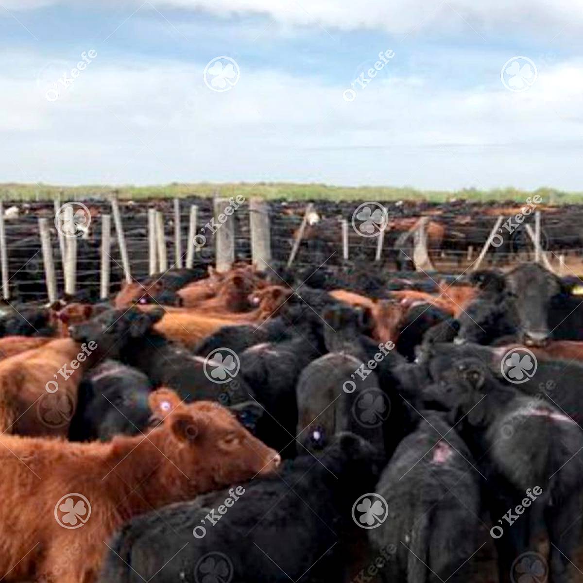 Campo en Venta 28000 Has, Gral Alvear, Mendoza
