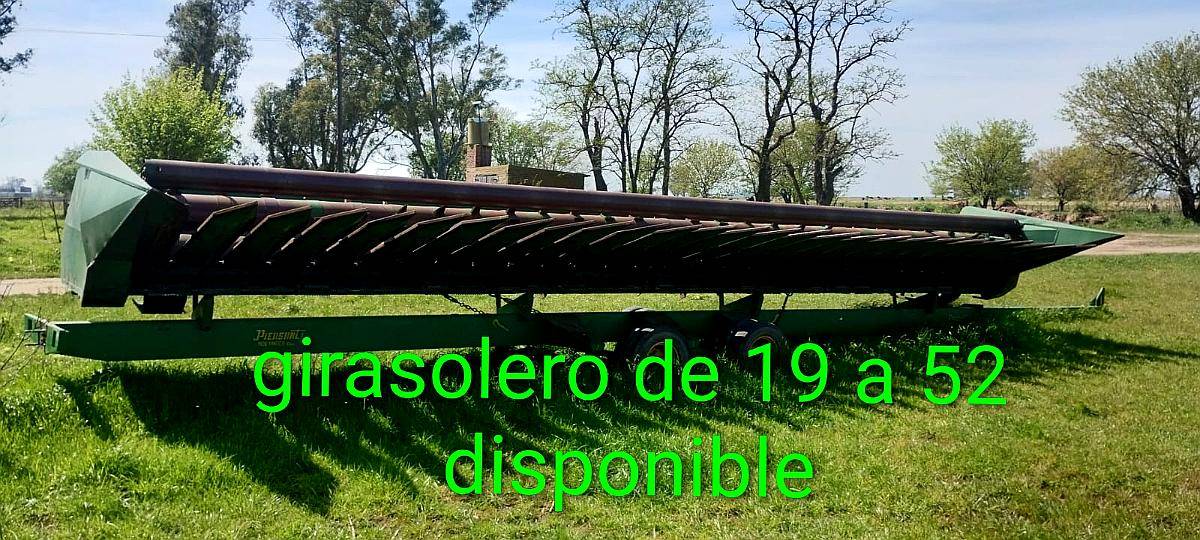 Girasolero Piersanti de 19 a 52