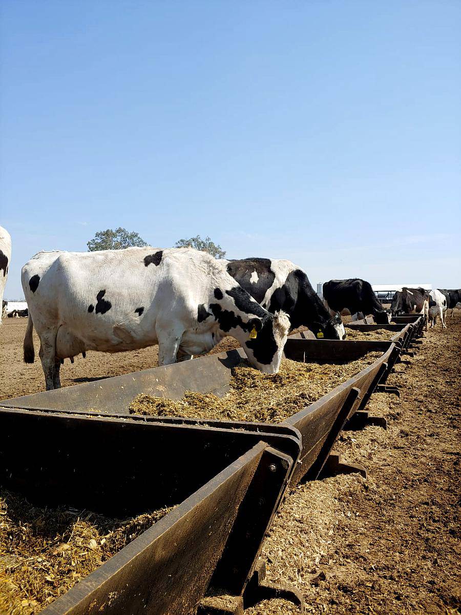 Comederos para Vacas 4.00mts.