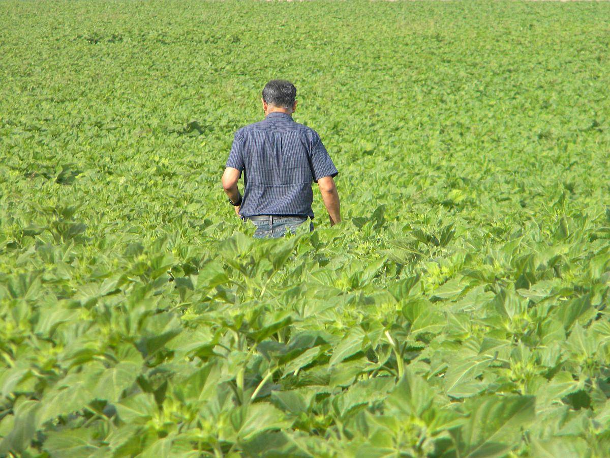 300ha en Coronel Suarez con Riego X Pivot Central