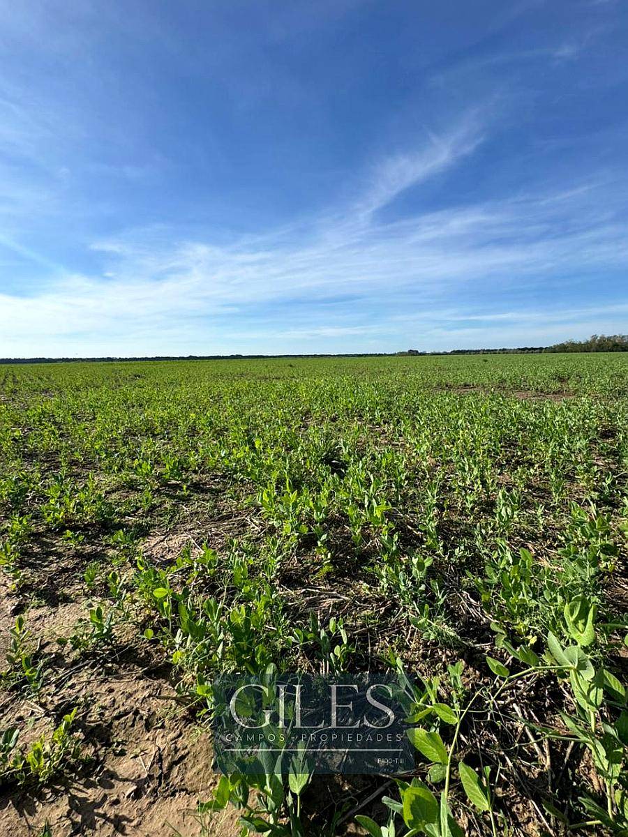 58 Has Agrícolas en San Pedro