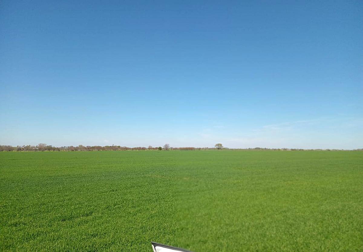 49 Has Agricolas Viale