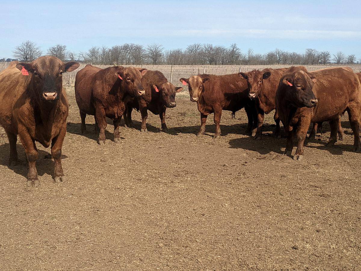 Toros Aberdeen Angus Colorado