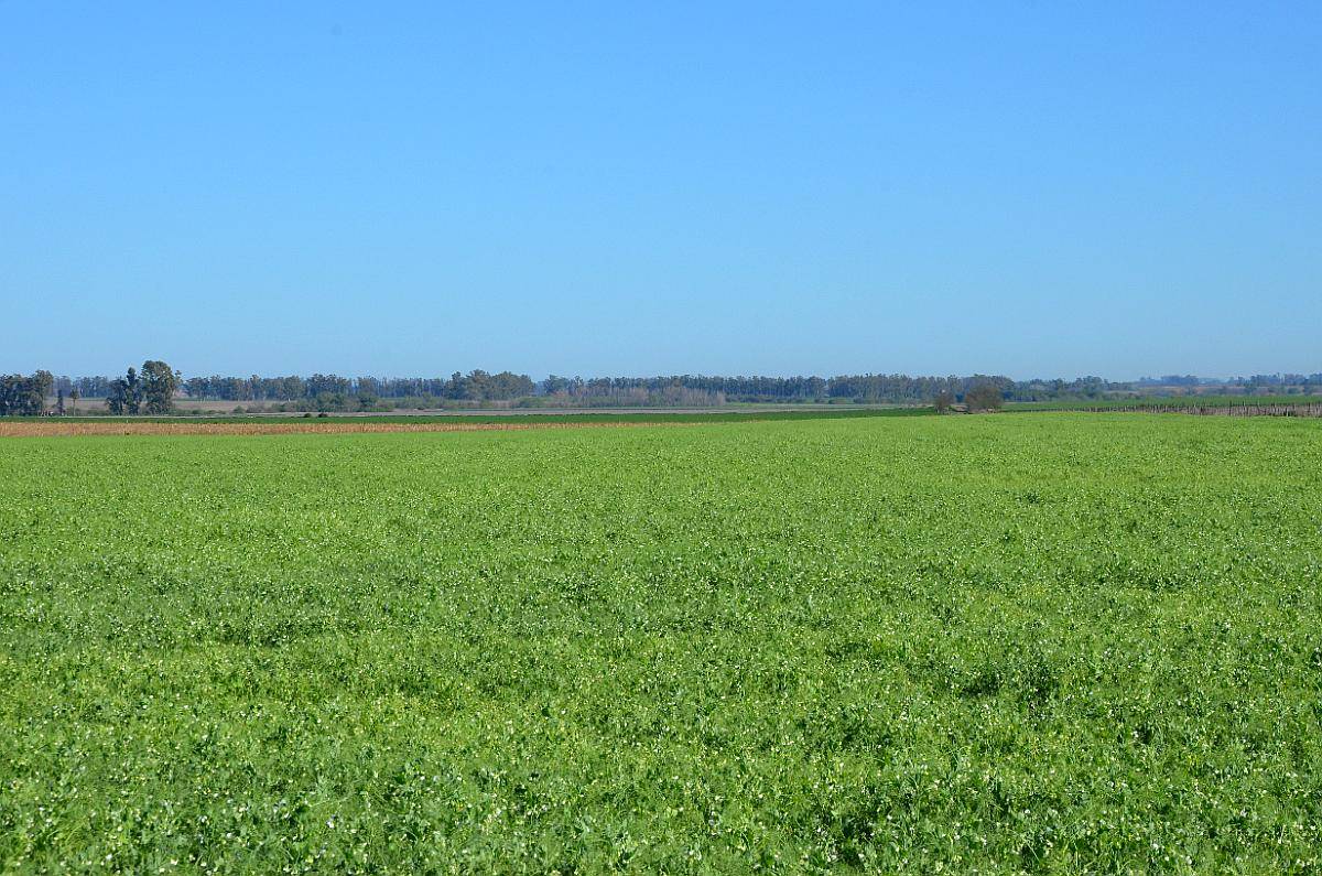 Ba3564 Venta 15 HA. Agricolas Capitan Sarmiento Arrecifes BA