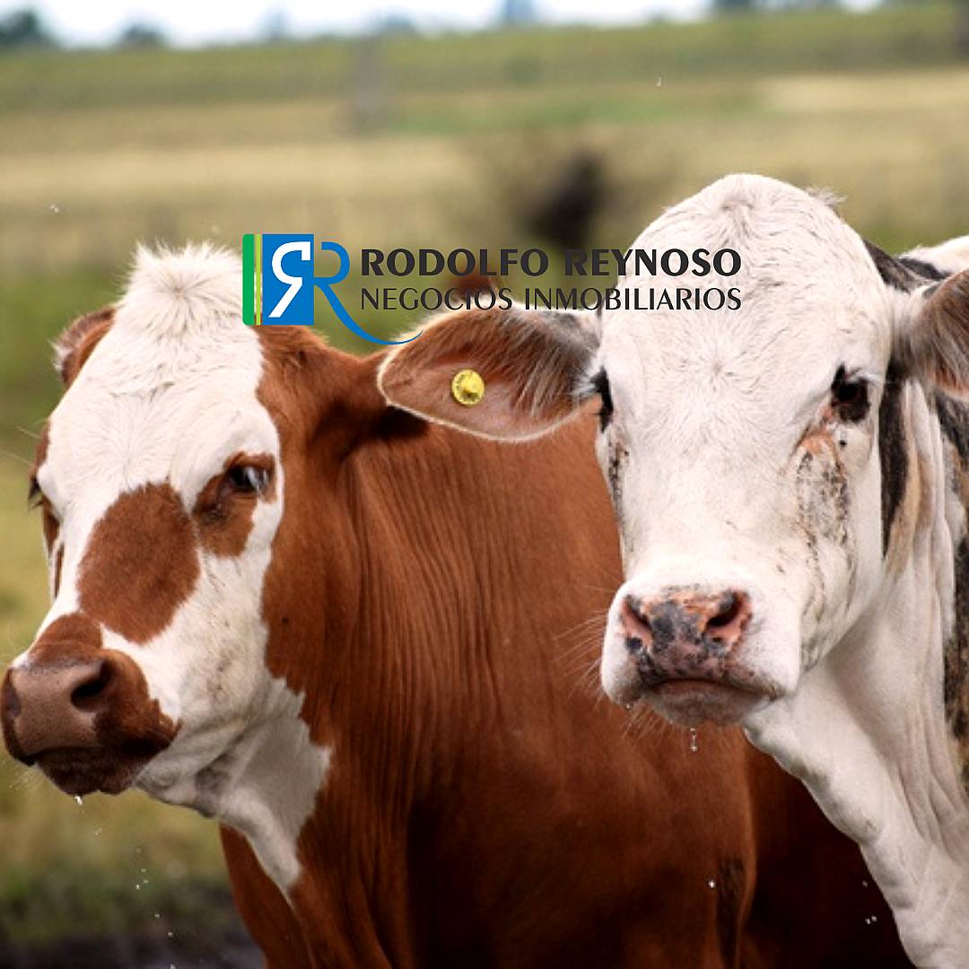 30 HA. San Cipriano, Dto. Uruguay. Entre Ríos