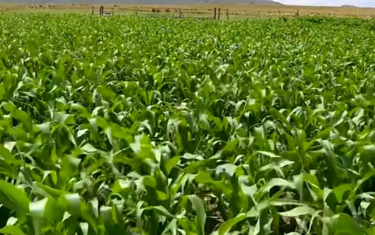 Se Alquila Campo en el Morro SL