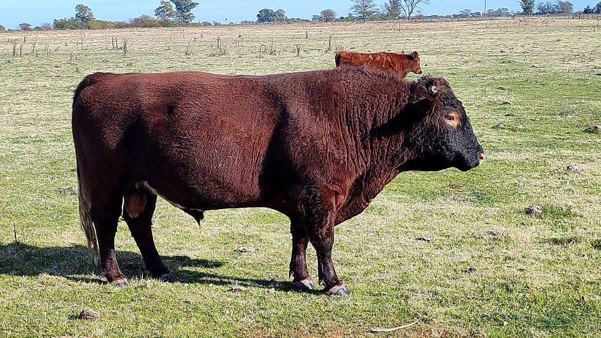Vendo Toro Angus Colorado de Dos Años y Medio
