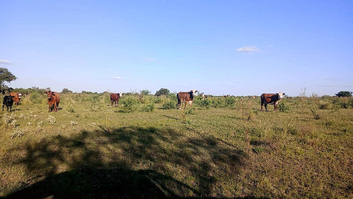 Campo 60 Ha Mixto Departamento Paraná