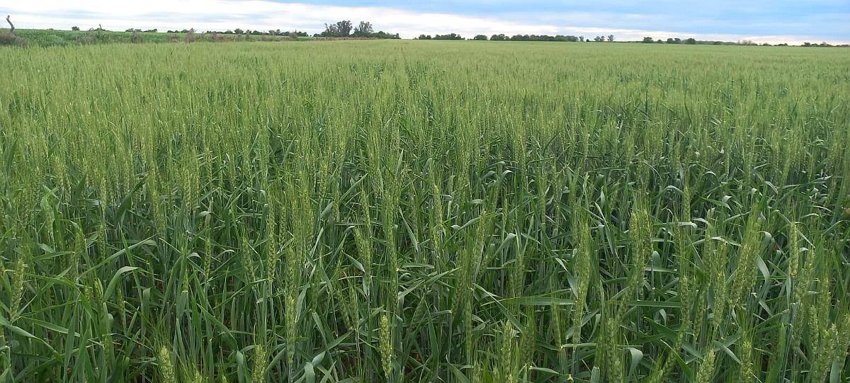 Campo Agricola Entre Rios