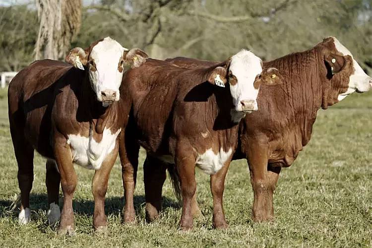 90 Novillos Puros Braford 550/600 Kg Recicle $$ 1700 Kg