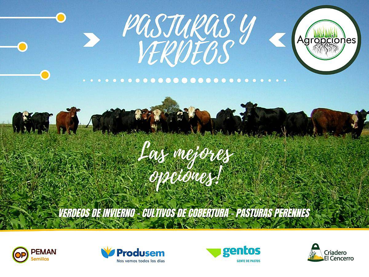 Todas las Pasturas para la Campaña 2026 - Agropciones