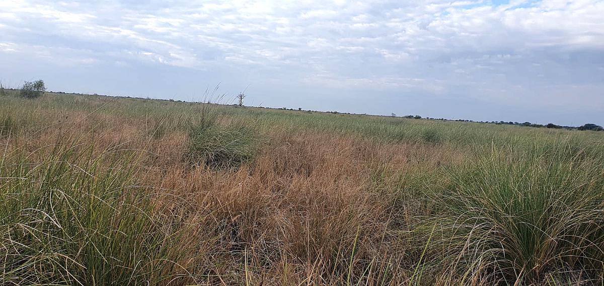 300ha Agroganadero en Chorotis, Chaco