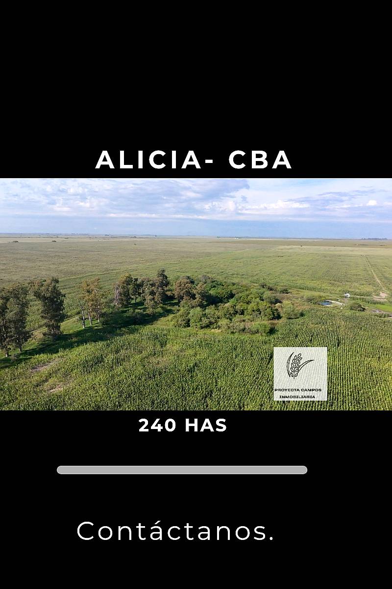 Venta - 240 Has en Alicia - CBA