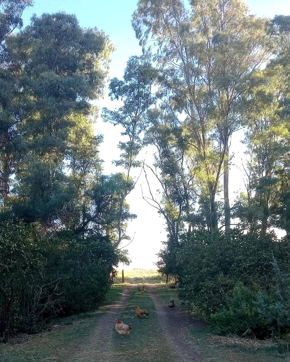 100 Ha Coronel Pringles