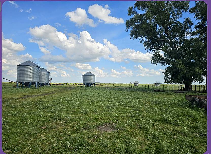 Campo Venta Pila Mixto 611 Ha