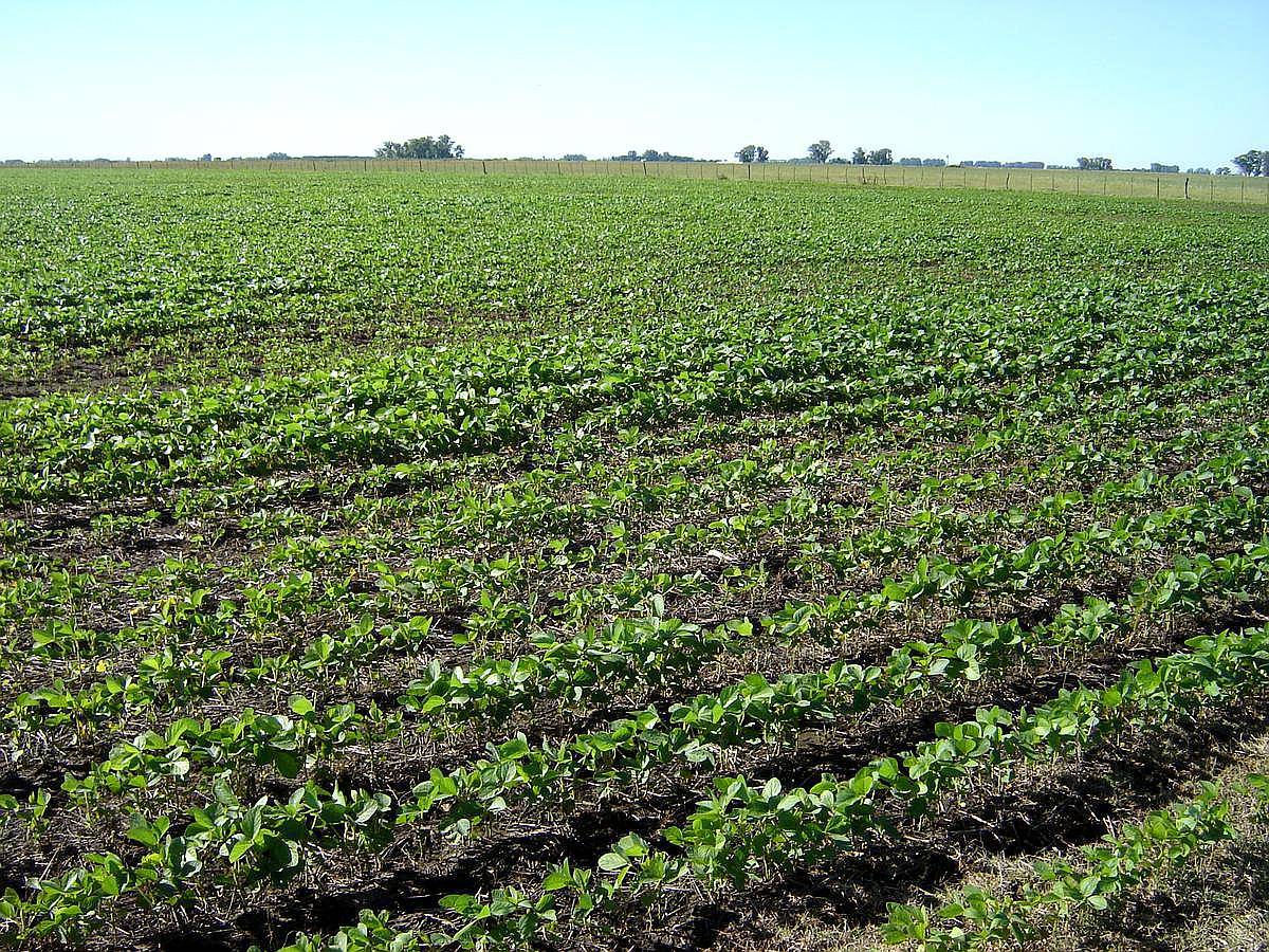 Mercedes, Buenos Aires - 60 Ha