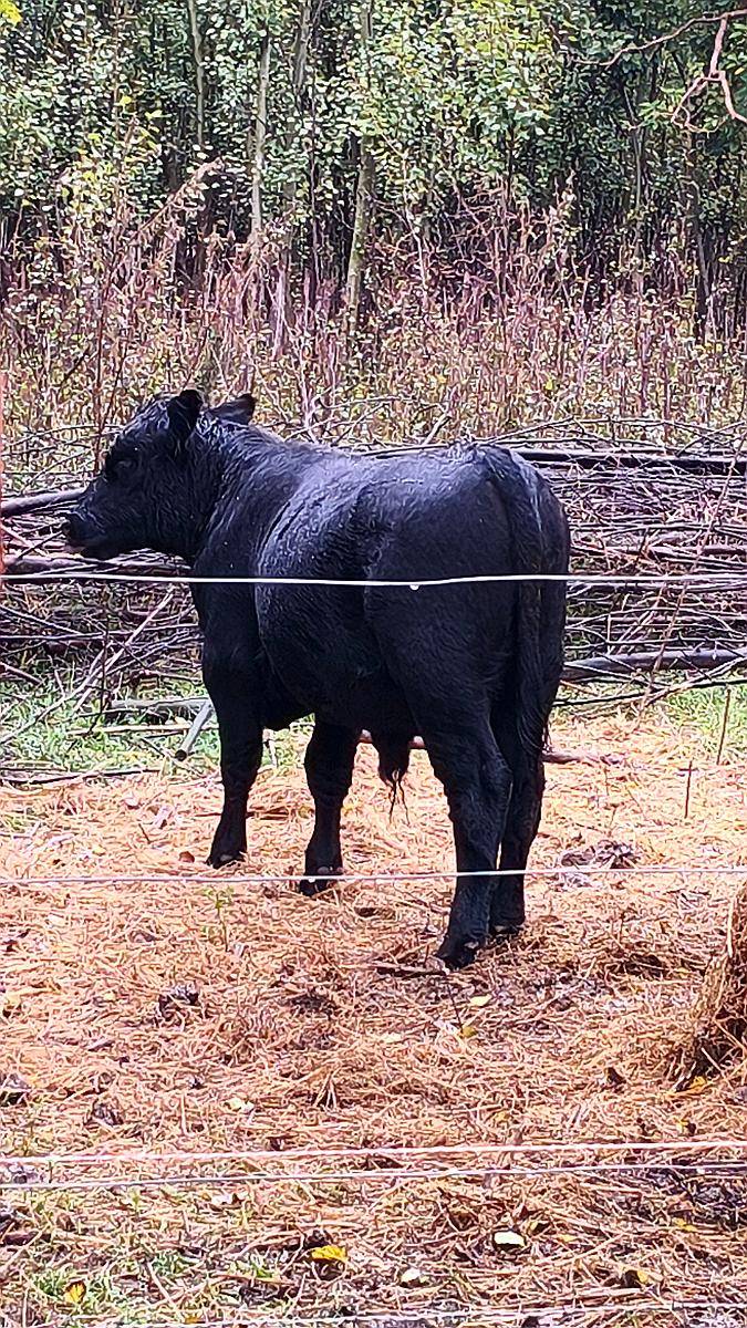 Ternero Negro, Posible Reproductor, de Buen Padre
