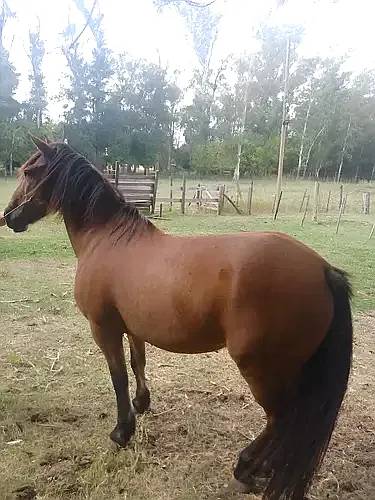 Caballo Zaino Colorado 10 ÑOS