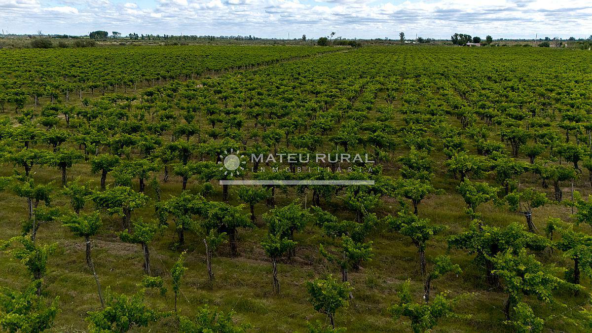 58 Has. Finca con Parrales en Santa Rosa, Mendoza