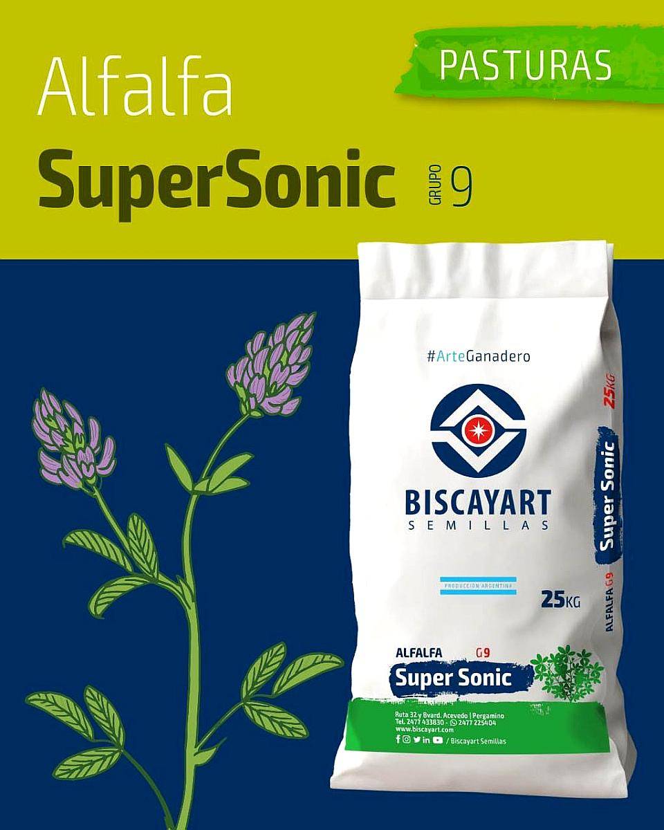 Alfalfa Biscayart Supersonic G9