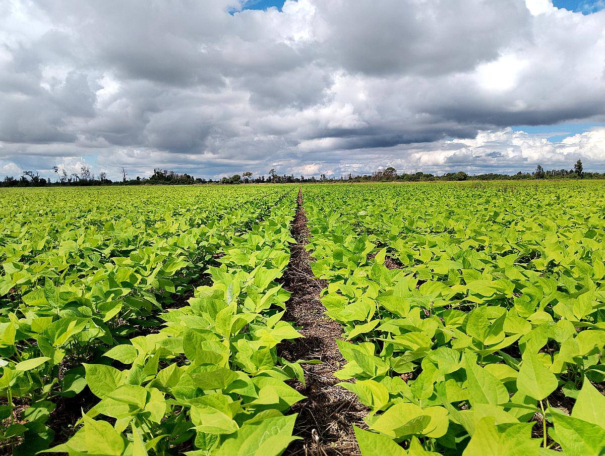 330 Hectáreas, las Varas, Salta