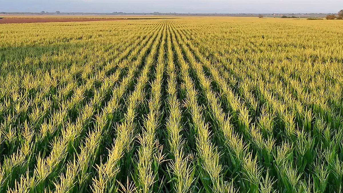 Córdoba Toledo 40 Has Agrícolas Excelentes