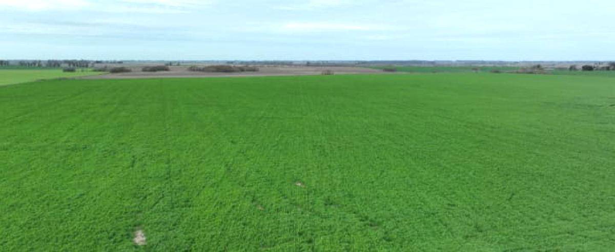 200 Hectáreas Agricolas. Arrecifes.