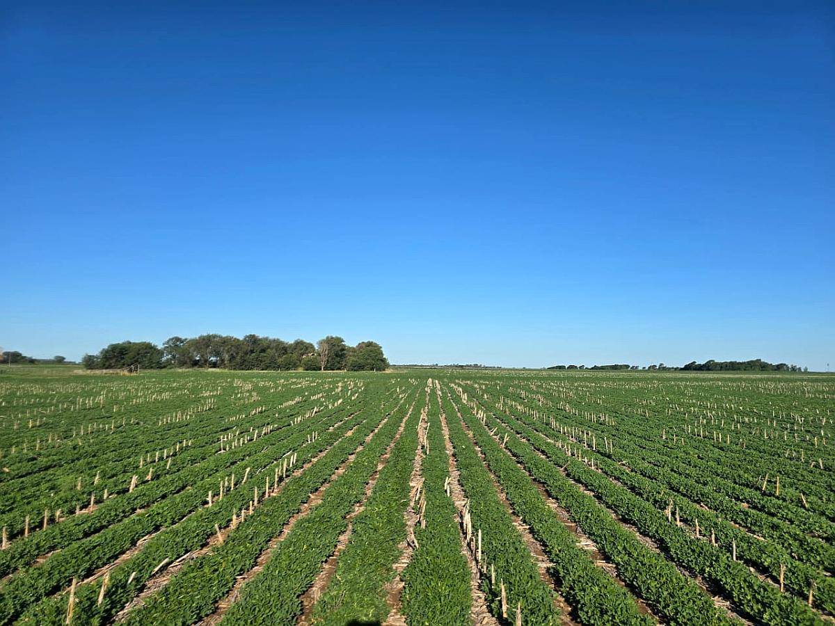 Cordoba – Venta muy Buen Campo Agricola 440 Ha Pampa Arenosa