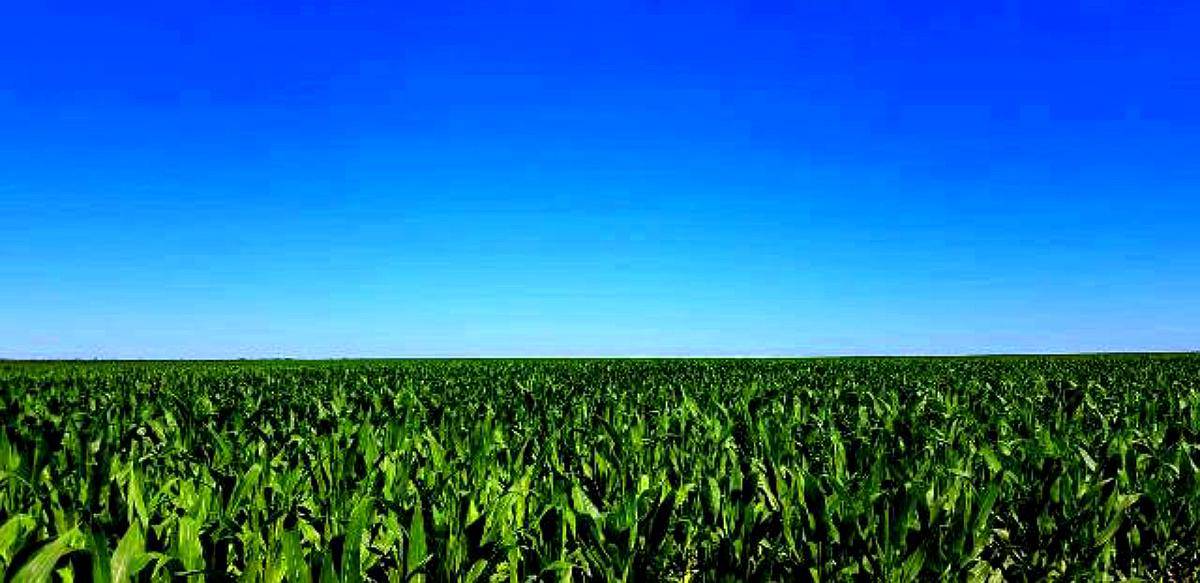 3650 HA, S. Luís, S/ruta en Agricultura, para Ciclo Completo
