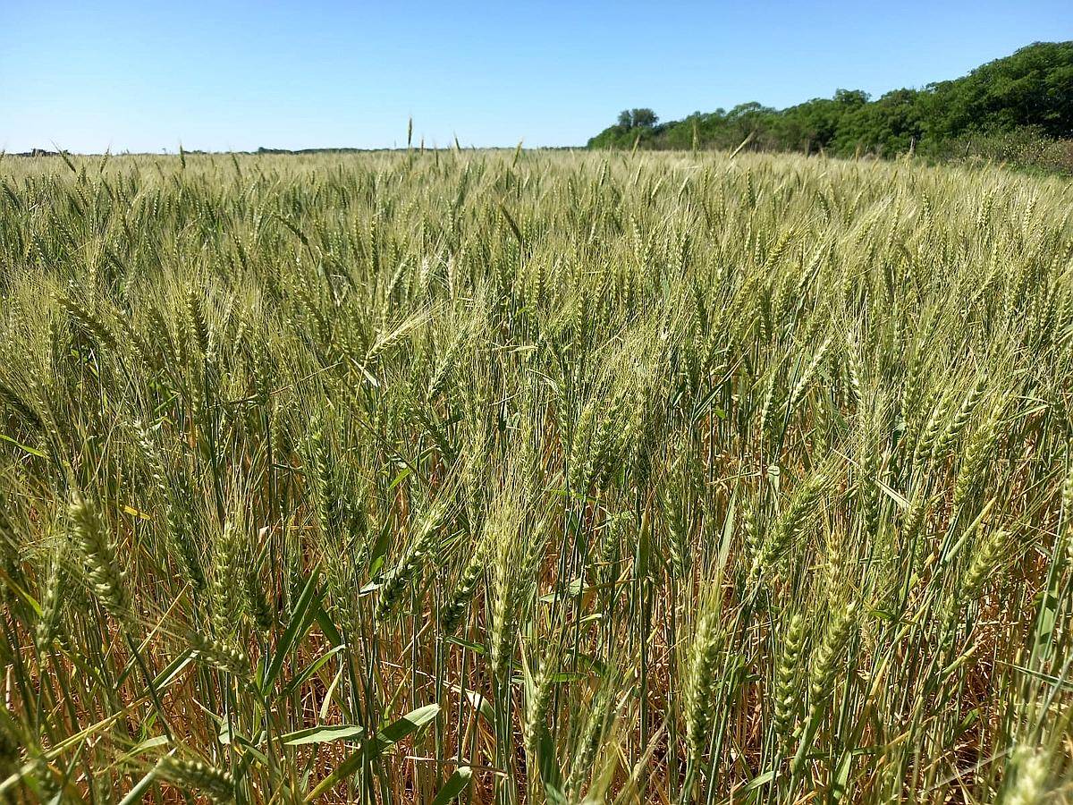 Agrícola Suelo 1 Rafaela