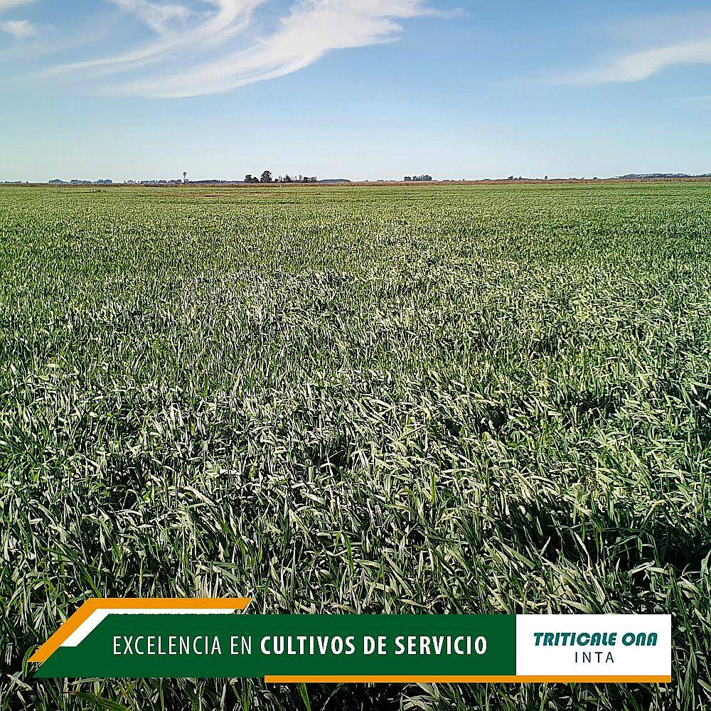 Semilla de Triticale ONA ( Fiscalizado )