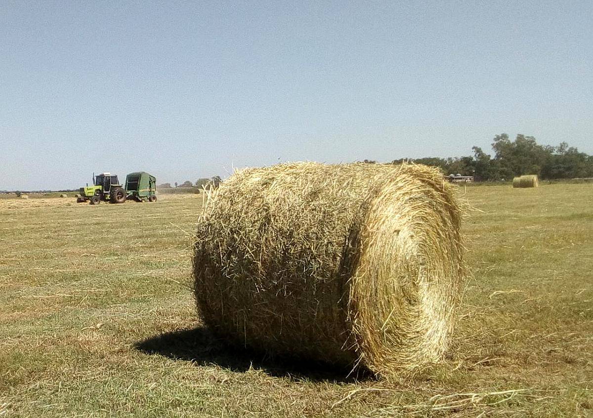 El Comienzo Trabajo de Rollos y Picado de Forraje Agroads
