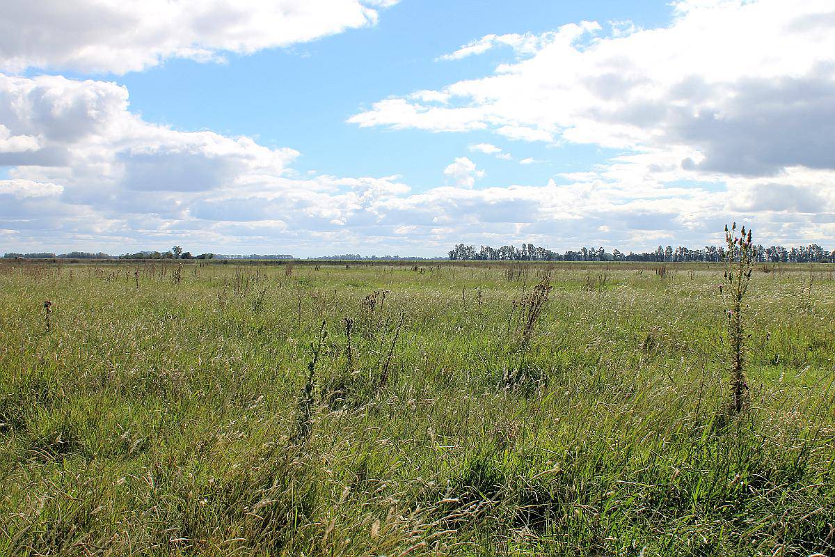 Ba3627 Venta Ganadero 491ha. Carmen de Areco, Buenos Aires