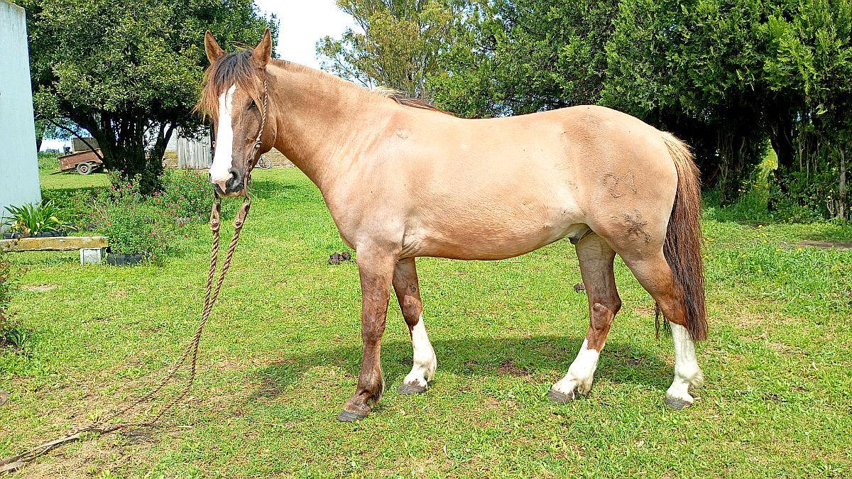 Caballo de Trabajo Criollo