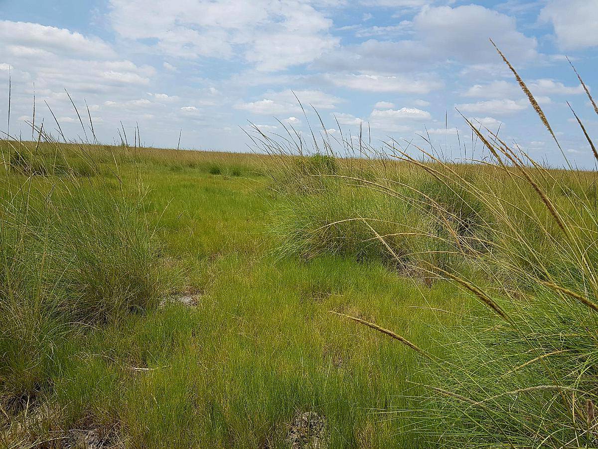 Gato Colorado Vendo 2100 Ha Ganaderas