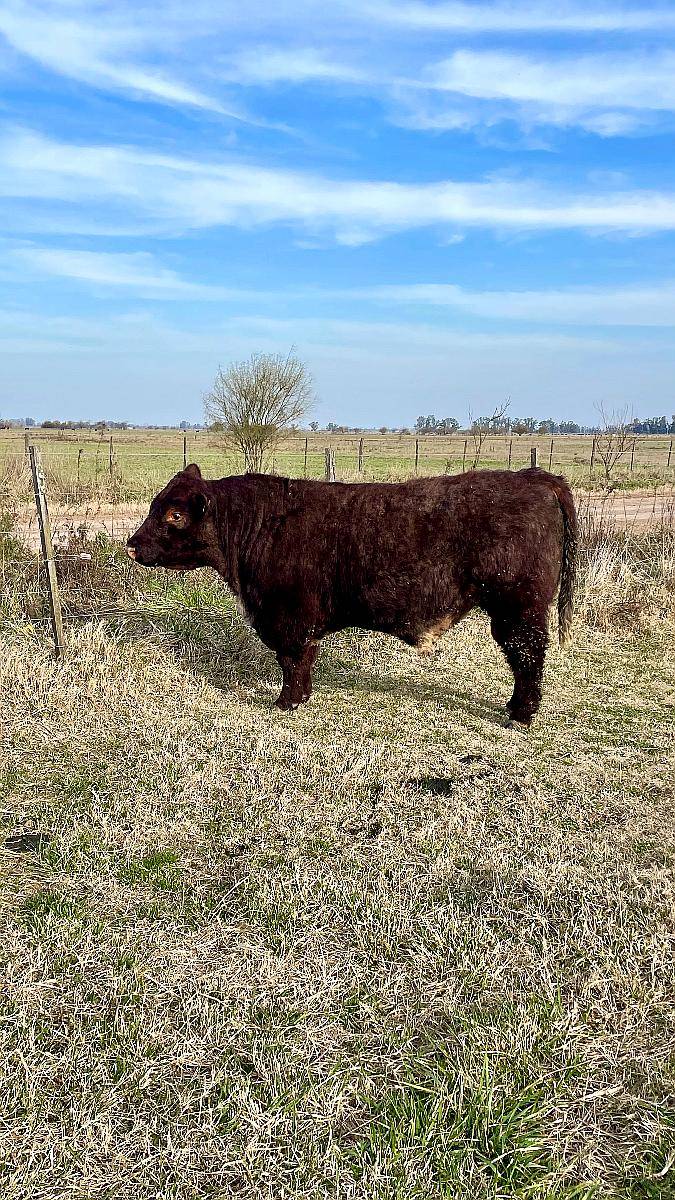Toro Shorthorn Puro Controlado