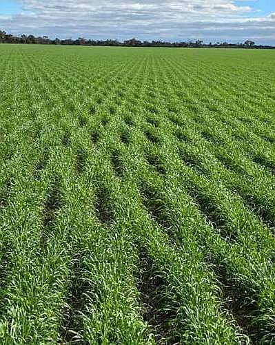 Venta Campo Agricola Ganadero.