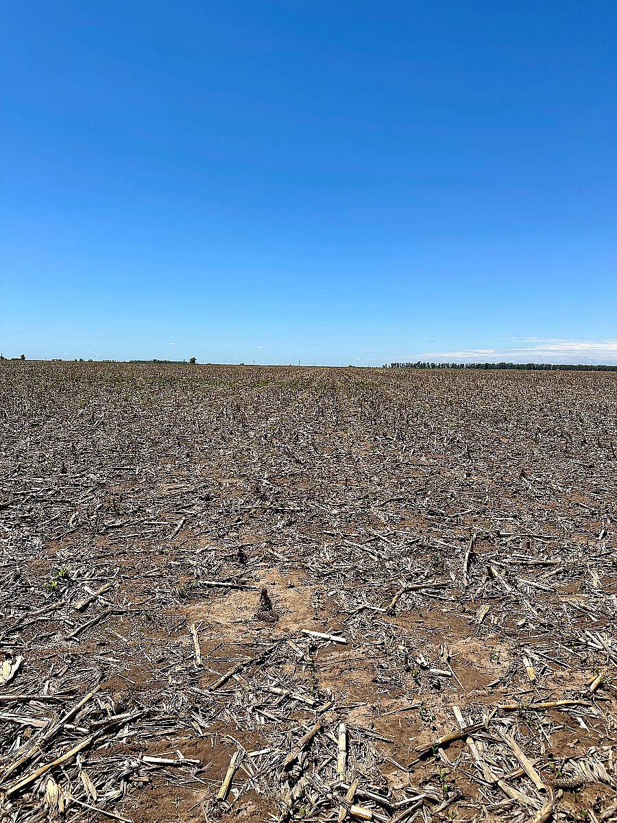300 Ha en Metileo