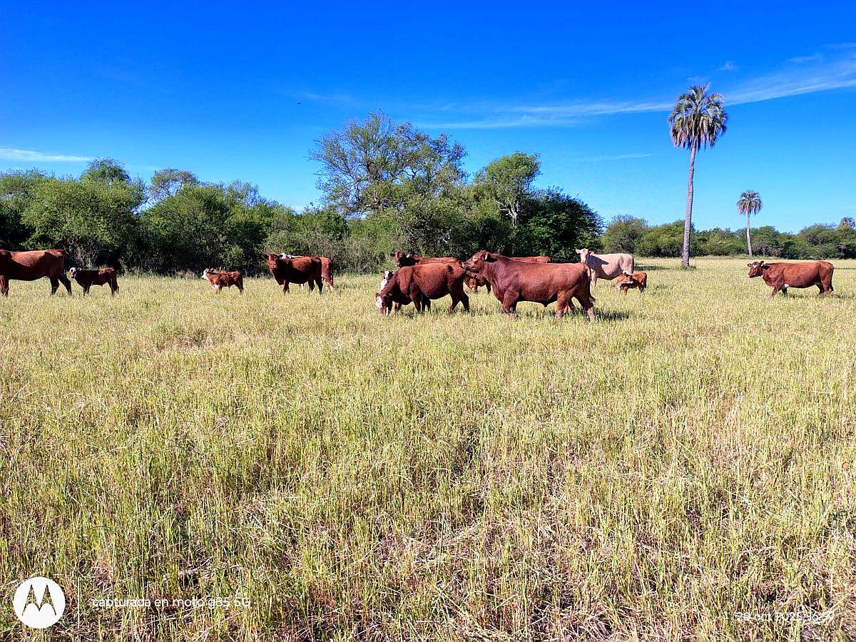 Campo Ganadero en Producción Federal E.r.