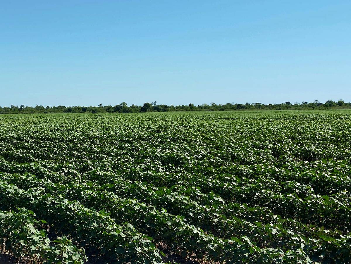 Campo Agricola 589 Has - Tres Isletas Chaco